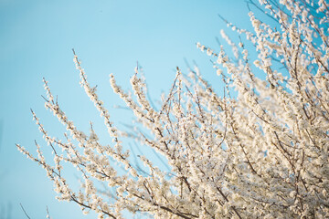 White flowers bloom in the trees. Spring landscape with blooming sakura tree. Beautiful blooming garden on a sunny day. Copy space for text.