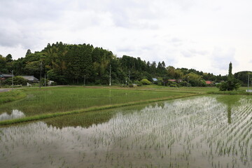 曇りの田んぼ