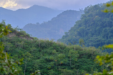 Beautiful view of cloudy forest at sunrise surrounded by the cool mist.