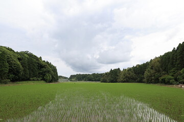 曇りの田んぼ