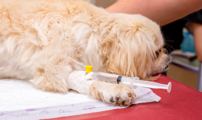 Veterinary clinic, a surgeon doctor performs an operation to remove pyometra from a Pekingese dog....