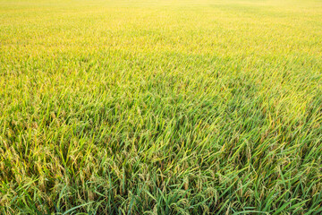 Obraz na płótnie Canvas The yellow green rice in paddy rice field