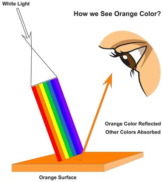 How human eye see orange surface infographic diagram physics mechanics dynamics science education all white light colors absorption reflection cartoon vector drawing chart illustration scheme