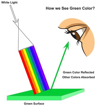 How human eye see green surface infographic diagram physics mechanics dynamics science education all white light colors absorption reflection cartoon vector drawing chart illustration scheme