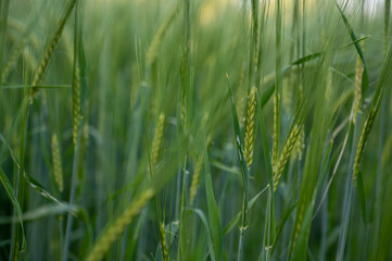 Obraz premium spikes growing in spring time. food