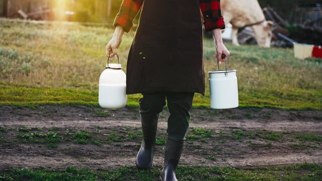 Woman walks through the countryside and carries two bottles milk after milking cow on farm pasture. Natural dairy products from farmer for healthy diet .Breeding cattle on village field. Natural food