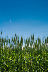 Obraz premium 緑のムギの穂のクローズアップ 