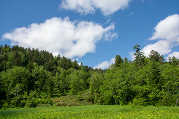 Fototapeta na wymiar 緑に包まれた初夏の高原　大雪山国立公園 