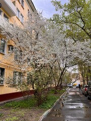 Beautiful apple tree blooms with small white flowers in courtyard of residential building. In spring grass is green and juicy.