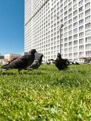 Large pigeons walk on green grass in search of food. Pigeons flooded cities, because many feed pigeons with bread and cereals. Pigeons are carriers of many diseases