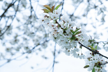 Flowering on trees on branches in spring