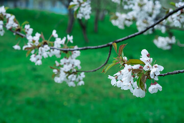 Flowering on trees on branches in spring