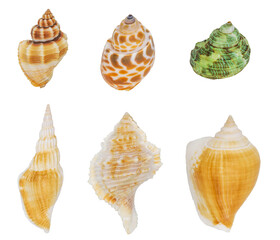 one sea shell isolated white background	
