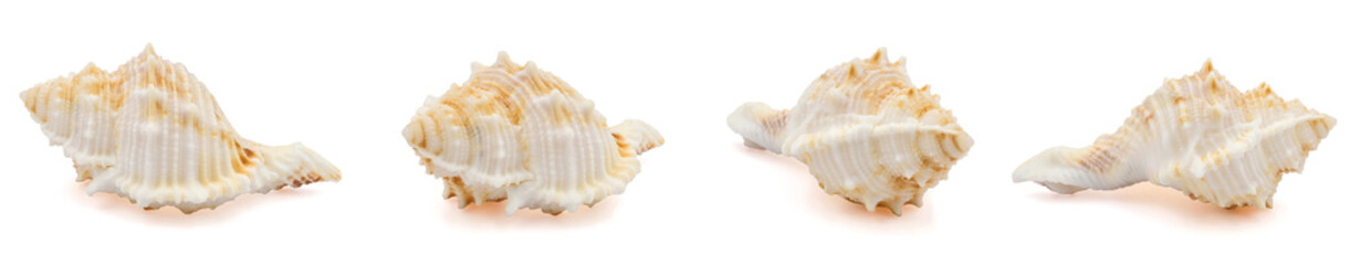 one sea shell isolated white background	
