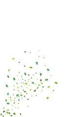 Naklejka premium Swamp Foliage Tree Vector White Background.