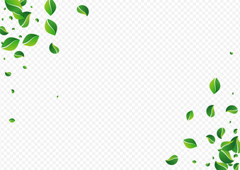 Forest Greens Flying Vector Transparent