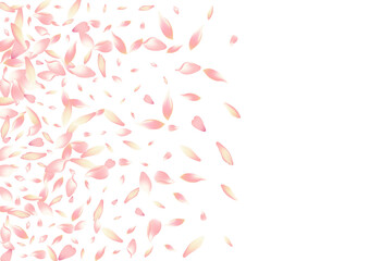 Transparent Lotus Petal Vector White Background.