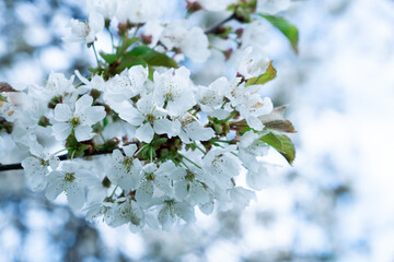 Flowering on trees on branches in spring