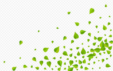 Grassy Leaf Swirl Vector Transparent Background