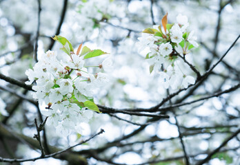 Flowering on trees on branches in spring