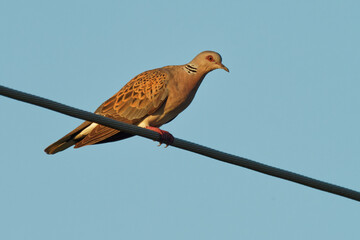 European Turtle-Dove - Streptopelia turtur sitting on the branch, beautiful colours, member of the bird family Columbidae, the doves and pigeons