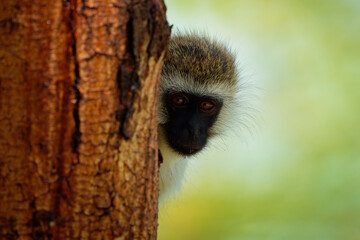 Vervet Monkey - Chlorocebus pygerythrus - two monkeys of Cercopithecidae native to Africa, similar...