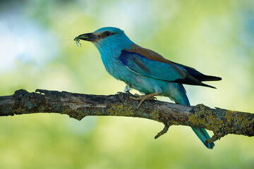 European Roller - Coracias garrulus colourful blue bird sitting on the branch and looking for the food for its chicks in the hole nest