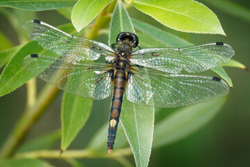 Large White-faced Darter - Leucorrhinia pectoralis or yellow-spotted whiteface small dragonfly...