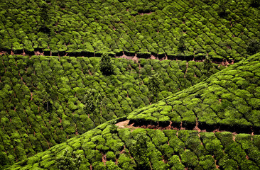 Tea plantations in Munnar, Kerala, India