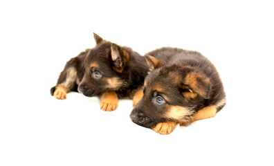 Beautiful puppies German shepherd. A lot of Cute, funny dogs on a white background isolated.