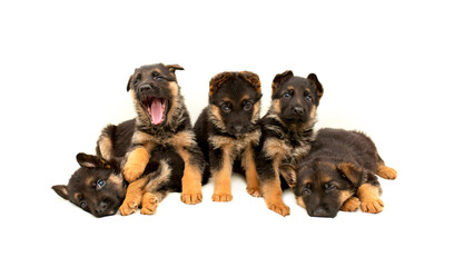 Beautiful puppies German shepherd. A lot of Cute, funny dogs on a white background isolated.