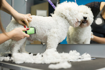 Groomer trimming a small dog Bichon Frise with an electric hair clipper. Cutting hair in the dog hairdresser a dog Bichon Frise. Hairdresser for animals - obrazy, fototapety, plakaty