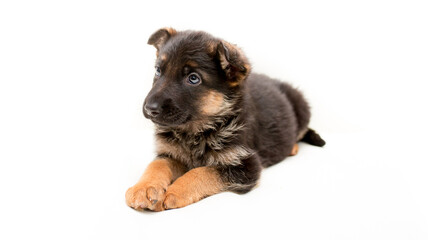 Beautiful one puppy German shepherd. Cute, funny dogs on a white background isolated.