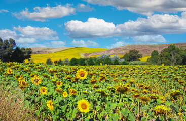 Beautiful spanish quiet idyllic countryside landscape, yellow sunflower field hills, blue sky fluffy clouds - Province of Cadiz near Arcos de la Frontera, Spain