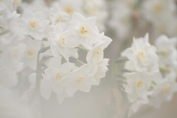 白い日本水仙の花