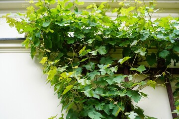 Wilder Wein mit grünen Blättern an einer Hausfassade