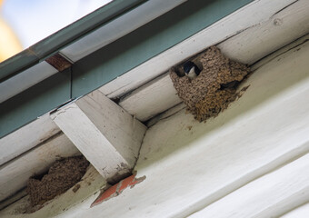 swallow nests under the roof