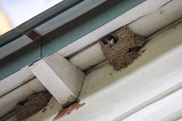 swallow nests under the roof