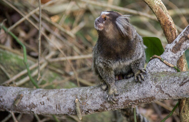 monkey known as the star mico in Rio de Janeiro, Brazil.