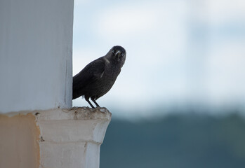 a jackdaw is sitting on the roof of the temple