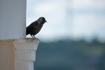 a jackdaw is sitting on the roof of the temple