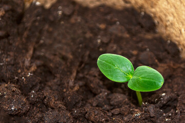 small green cucumber seedling in growing