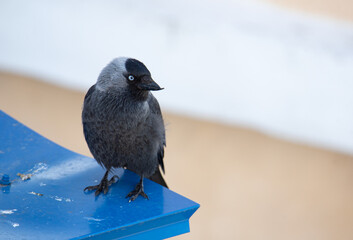 jackdaw sitting on the roof close-up