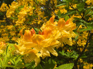 Yellow flowers. Close-up. Spring or summer background.