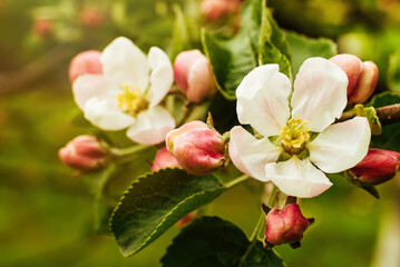 Naklejka na ściany i meble Blooming apple tree. Apple tree flowers in the garden close up