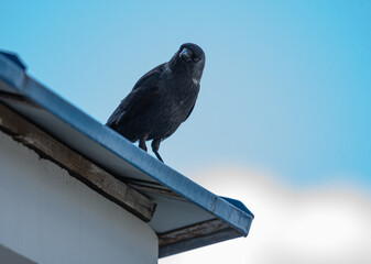 jackdaw sitting on the roof close-up
