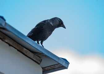 jackdaw sitting on the roof close-up