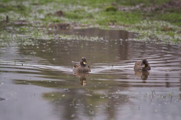 duck swimming