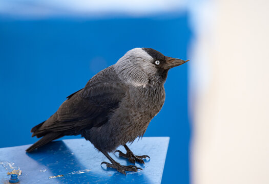 jackdaw sitting on the roof close-up
