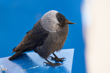 jackdaw sitting on the roof close-up